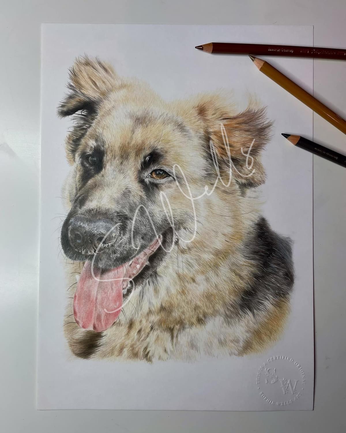 German Shepherd Portrait